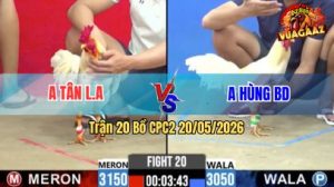 Trận 20 CPC2 20/05/2026 - Gà Anh Hùng Bình Dương Đá Đâm Như Điên