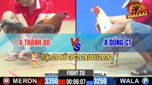 Trận 20 CPC2 28/05/2026 - Gà Xám Anh Thành Đá Đòn Như Búa Bổ