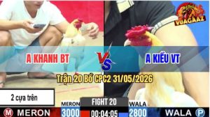 Trận 20 CPC2 31/05/2026 - Gà Anh Khanh Đá 2 Cựa Trên Mà Đâm Quá Ác
