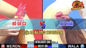 Trận 20 CPC3 16/05/2026 - Gà Điều Anh 7 Xoài Đá Toàn Đâm Mu Lưng