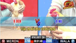 Trận 20 CPC3 17/05/2026 - Gà Úa Hiệu Của Anh Nu Đánh Nhanh Thắng Gọn