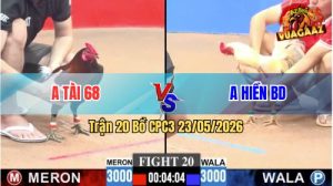 Trận 20 CPC3 23/05/2026 - Gà Anh Hiền BD Đá 1 Cú, Đỏ Hết Sửa