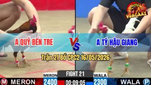 Trận 21 Bồ CPC2 16/5/2026 - Gà Bướm Đến Từ Hậu Giang Phóng Bạc Ăn 6 Buông Ra Gà Đỏ Đá Cho Hết Thấy Đường