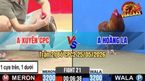 Trận 21 CPC2 25/05/2026 - Gà Điều Anh Xuyên CPC Làm Chưa Tới Tay Nước
