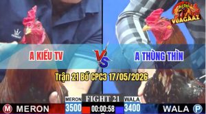 Trận 21 CPC3 17/05/2026 - Gà Điều Anh Kiều Đá Cái Bo Như Lấy Cây Đập