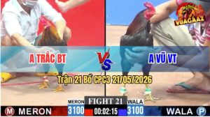 Trận 21 CPC3 21/05/2026 - Gà Anh Trắc BT Đá Quá Nhanh Quá Nguy Hiểm