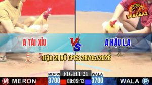 Trận 21 CPC3 28/05/2026 - Gà Bướm Đá Cái Bo Như Xe Tải Đụng