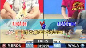 Trận 22 CPC2 27/05/2026 - Gà Điều Idol Bảo Sting Bị Phản Đòn Phút Cuối
