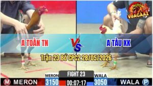 Trận 23 CPC2 28/05/2026 - Gà Anh Toàn Đâm Quá Đau Khiến Xanh Bỏ Chạy