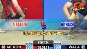Trận 24 CPC2 20/05/2026 - Gà Điều Hiệu Của Anh Đạt Long An Đá Quá Hay