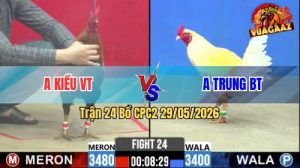 Trận 24 CPC2 29/05/2026 - Gà Úa Anh Kiều Đá Canh Chặn Quá Khéo Léo
