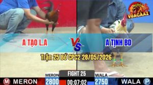 Trận 25 CPC2 28/05/2026 - Gà Điều Anh Tạo Đá Trúng 1 Chân Cựa Hiểm