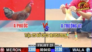 Trận 25 CPC3 18/05/2026 - Gà Điều Anh Phước Đá Cái Bo Quá Lực
