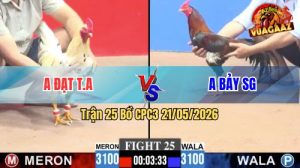 Trận 25 CPC3 21/05/2026 - Gà Điều Anh Bảy SG Đá Bay Như Tên Bắn