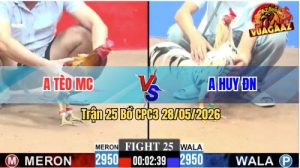 Trận 25 CPC3 28/05/2026 - Gà Anh Huy Có Chân Cựa Dứt Điểm Phút 90