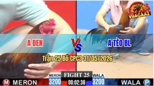 Trận 25 CPC3 31/05/2026 - Gà Anh Tèo Triệt Gãy Chân Đối Thủ