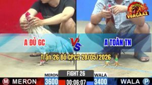 Trận 26 CPC2 28/05/2026 - Gà Bướm Anh Đá Cựa Đâm Như Đời Tới