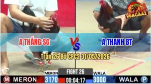 Trận 26 CPC2 31/05/2026 - Gà Anh Thắng SG Đá Đòn Quá Thốn