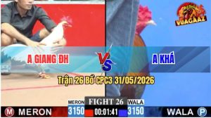 Trận 26 CPC3 31/05/2026 - Gà Bướm Anh Giang Đá Cựa Đâm Thấy Nóng Lạnh