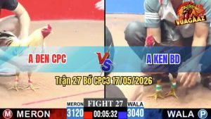 Trận 27 CPC3 17/05/2026 - Gà Bướm Anh Đen CPC Đá Cựa Quá Dã Man