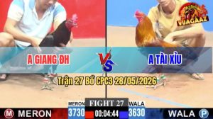 Trận 27 CPC3 28/05/2026 - Gà Anh Tài Xỉu Đá Chậm Mà Chắc Chắn