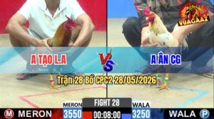Trận 28 CPC2 28/05/2026 - Gà Bướm Anh Ân Đá Toàn Canh Đâm Mu Lưng