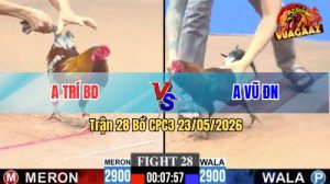 Trận 28 CPC3 23/05/2026 - Gà Anh Trí Bình Dương Nạp Đúng 1 Cước