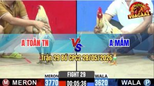 Trận 29 CPC2 28/05/2026 - Gà Bướm Anh Mắm Đá Chưa Tới 1 Tay Nước