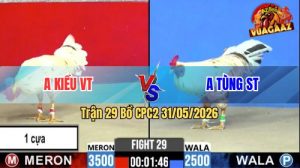 Trận 29 CPC2 31/05/2026 - Anh Kiều Đá 1 Cựa, Anh Tùng Chấp 1 Ký