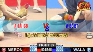 Trận 29 CPC3 21/05/2026 - Gà Cú Anh Tài Đá Đâm Như Đời Tới