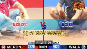 Trận 29 CPC3 23/05/2026 - Gà Bướm Anh Cò CPC Có Chân Cựa Quá Hiểm