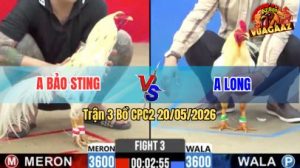 Trận 3 CPC2 20/05/2026 - Idol Bảo Sting Hạ Anh Long Chưa Tới 3 Chân