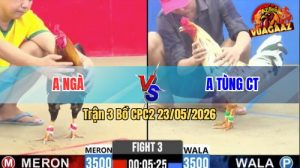 Trận 3 CPC2 23/05/2026 - Gà Bướm Anh Tùng CT Đá Đòn Quá Hiểm