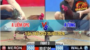 Trận 3 CPC2 25/05/2026 - Gà Điều Anh Tùng Đá Chưa Tới 2 Tay Nước