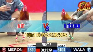 Trận 3 CPC2 27/05/2026 - Gà Điều Anh Út Đá 3 Chân Có Kết Quả