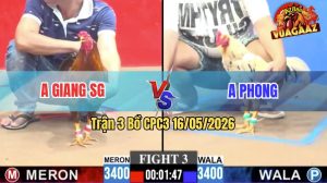 Trận 3 CPC3 16/05/2026 - Gà Anh Giang Sài Gòn Đá Đòn Quá Lực
