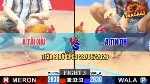 Trận 3 CPC3 28/05/2026 - Gà Anh Tin ĐH Đá Toàn Canh Đâm Đầu Cần