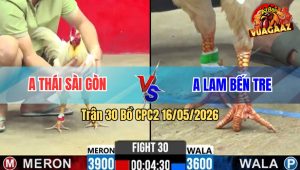 Trận 30 Bồ CPC2 16/5/2026 - Úa Chấp Ẩu Cả 3 Chấm Vào Trận Bướm Nặng Ký Lấy Thịt Đè Đối Thủ Chết Tại Chỗ