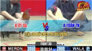 Trận 30 CPC2 28/05/2026 - Gà Anh Toàn Tấy Ninh Đá Cái Bo Quá Khủng
