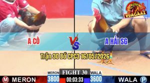 Trận 30 CPC3 16/05/2026 - Gà Anh Cò Cứ Nhấc Chân Là Dính Cựa