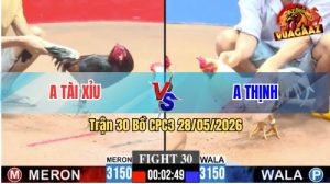 Trận 30 CPC3 28/05/2026 - Gà Điều Hiệu Đá Như Tên Bay, Ăn Nhanh Gọn