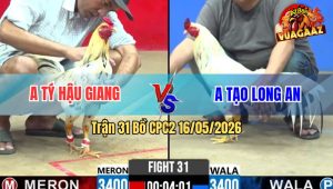 Trận 31 Bồ CPC2 16/5/2026 - Bướm Anh Tý Hậu Giang Đá Như Điện Chân Nào Cũng Nghiệt Tiễn Gà Xanh Đi Xa