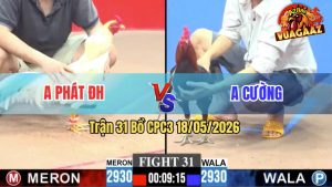 Trận 31 CPC3 18/05/2026 - Anh Cường Bị Dí Bạc Ăn 6 Và Cái Kết