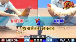 Trận 31 CPC3 21/05/2026 - Gà Anh Hiếu Bến Tre Đá Bo Như Búa Bổ