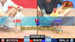 Trận 31 CPC3 28/05/2026 - Gà Bướm Hiệu Anh Vũ Đá Có Bo Quá Khiếp