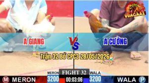 Trận 32 CPC3 28/05/2026 - Gà Úa Chưa Thả Đã Dí Bạc Ăn 5 Và Cái Kết