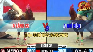 Trận 33 Bồ CPC2 16/5/2026 - Gà Khét Anh Nhí Vào Trận Đã Bị Đá Hư Hình Về Sau Bất Ngờ Phản Ăn Ngược
