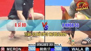 Trận 33 CPC3 16/05/2026 - Gà Anh Sĩ Bình Dương Đá Cựa Đâm Như Cái Máy