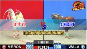 Trận 34 CPC2 28/05/2026 - Gà Bướm Anh Tý Đâm Cựa Hiểm, Xanh Lật Xe