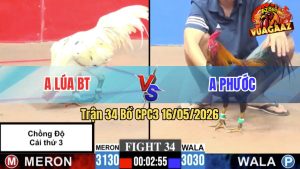 Trận 34 CPC3 16/05/2026 - Gà Bướm Anh Lúa Bến Tre Chồng Độ Lên Lớp 3